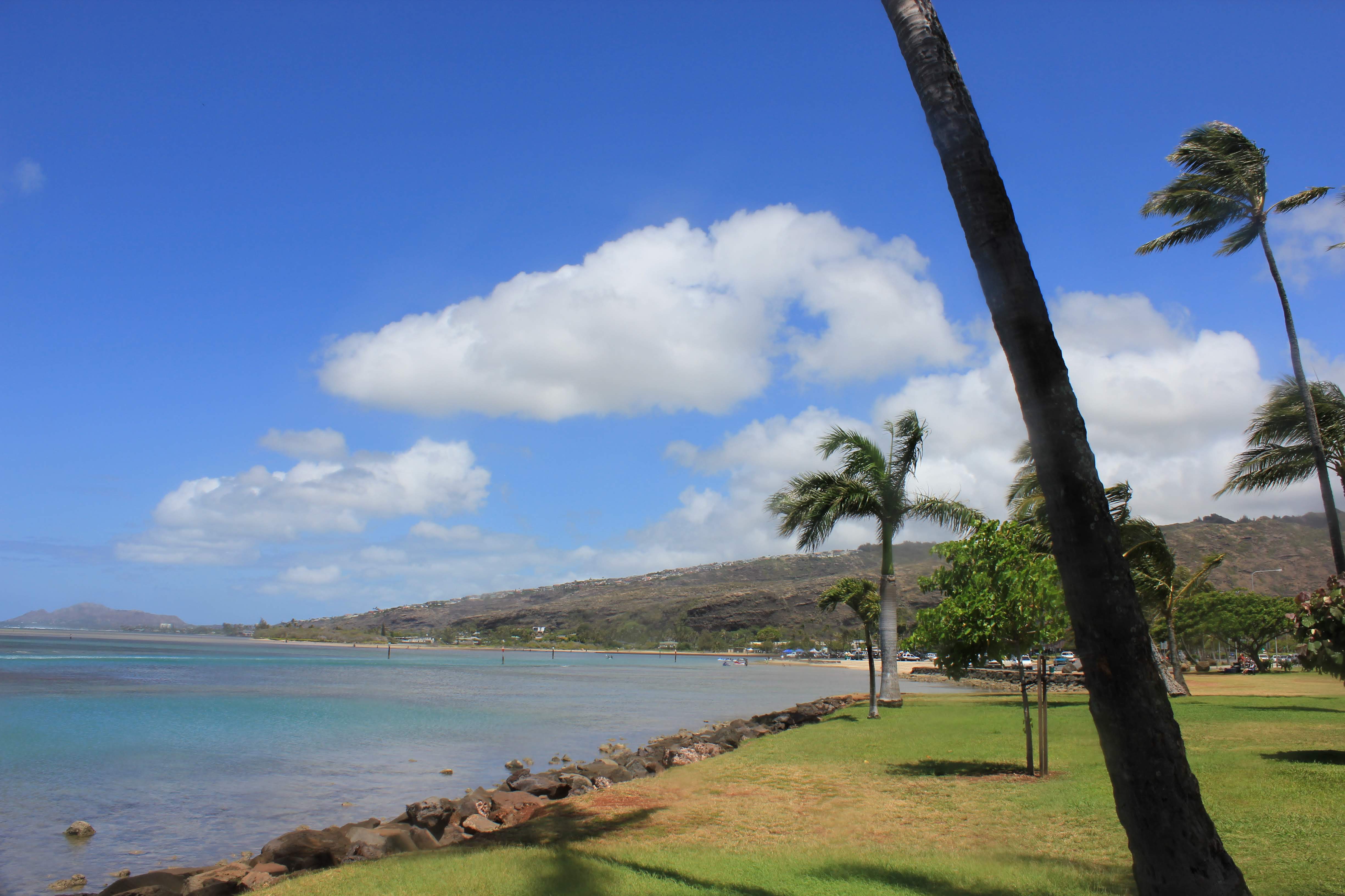 Hawaii beach with palm trees
